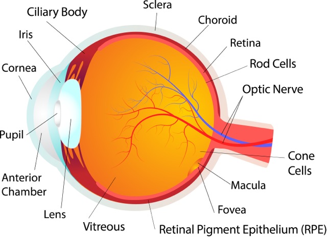 Anatomy of the eye - Retina Australia