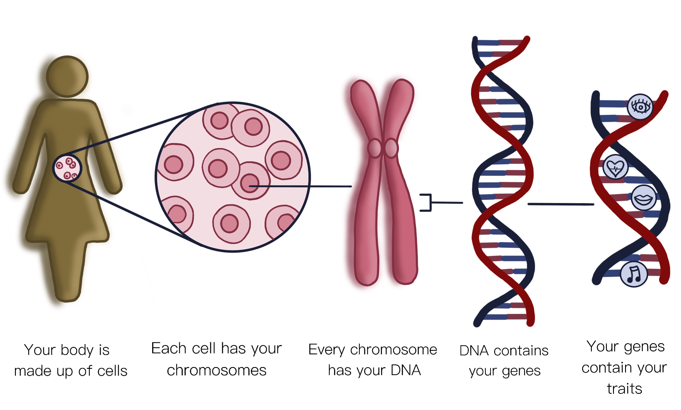 Gene therapy - Retina Australia